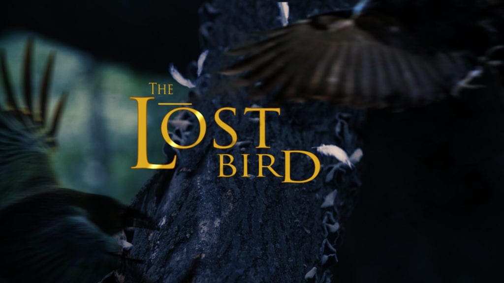 The Lost Bird | Fantasy Short Film | New York, NY 2 5bbbe9be56cec