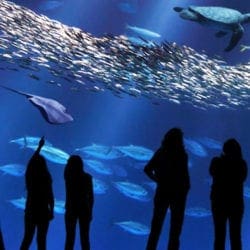 Monterey-Bay-Aquarium-MrLocationScout