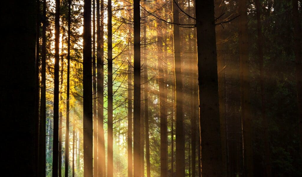 How to Master Natural Light in Film: Pro Cinematographer's Guide 2 Natural Light